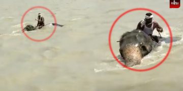 men crossing ganga river with elephant